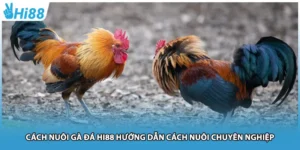 Cách Nuôi Gà Đá Hi88 Hướng Dẫn Cách Nuôi Chuyên Nghiệp