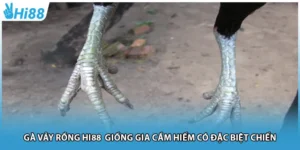 Gà Vảy Rồng Hi88 Giống Gia Cầm Hiếm Có Đặc Biệt Chiến